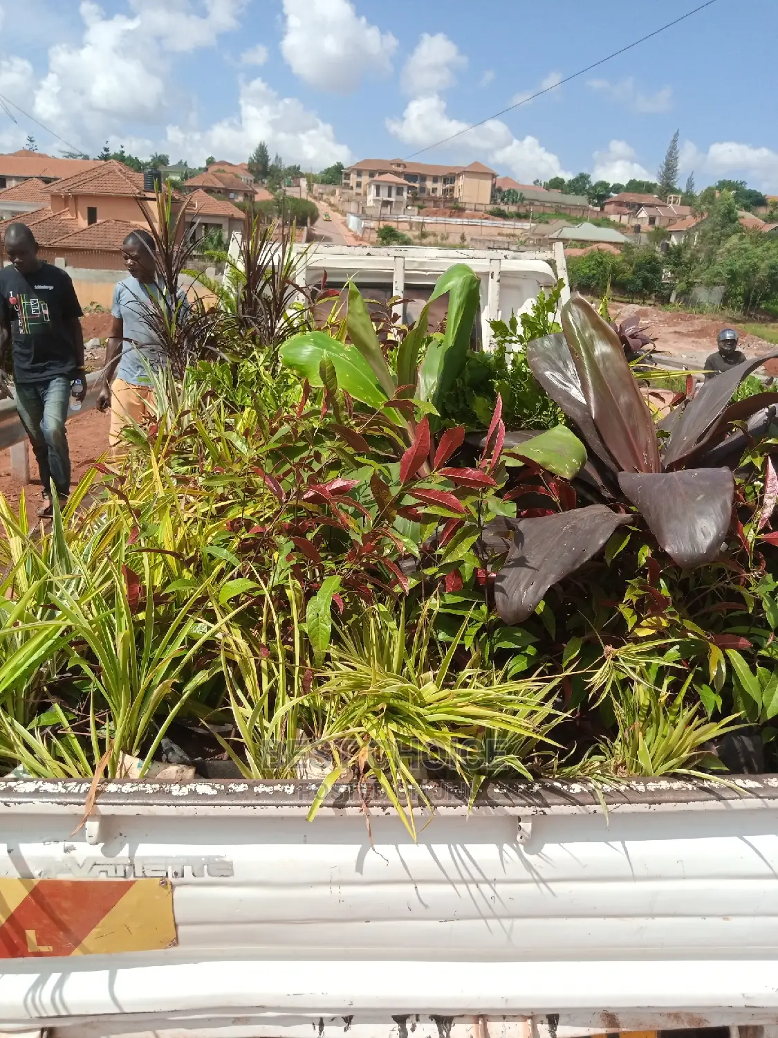 Delivering Flowers for Planting at Affordable Costs