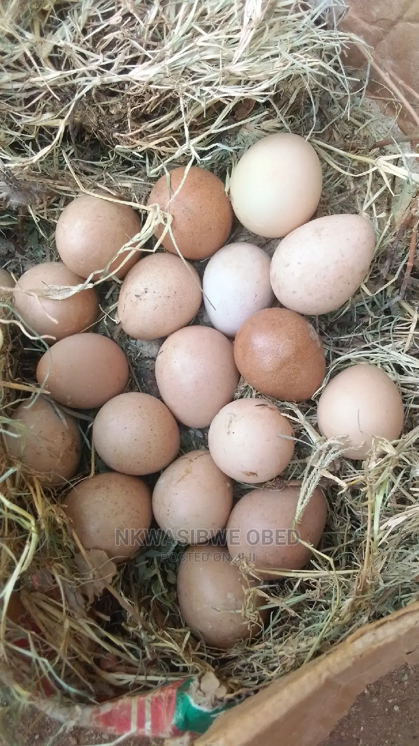 Eggs For ; Turkeys, Quails And Guinea Fowls