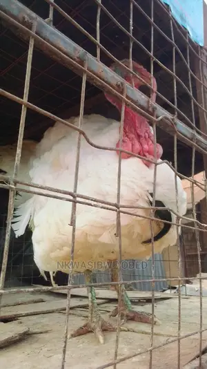 White Holland Male Turkey