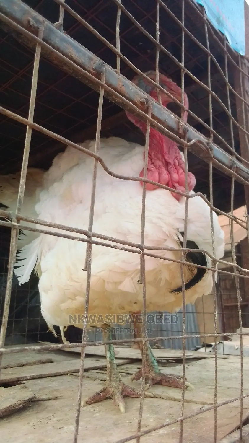 White Holland Male Turkey