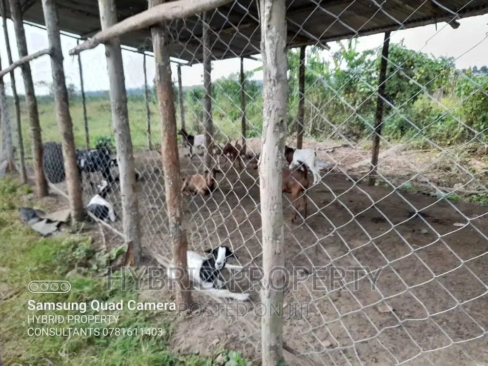 Fertile 100acres of Land for Leasing/Rent at Kalege~Busunju.