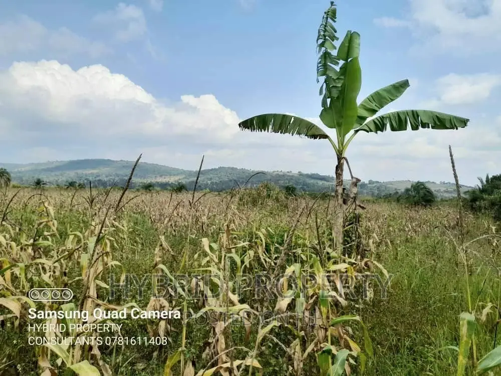 Fertile 100acres of Land for Leasing/Rent at Kalege~Busunju.