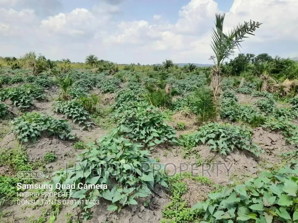 Fertile 100acres of Land for Leasing/Rent at Kalege~Busunju.