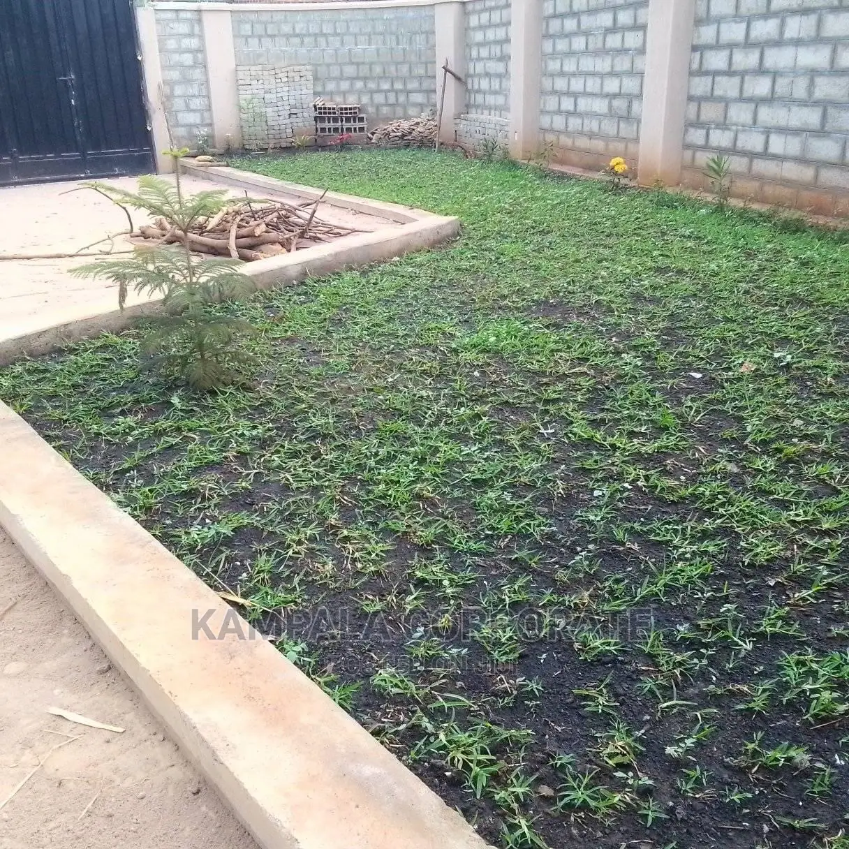 Natural Grass Carpet Grass. Free Planting