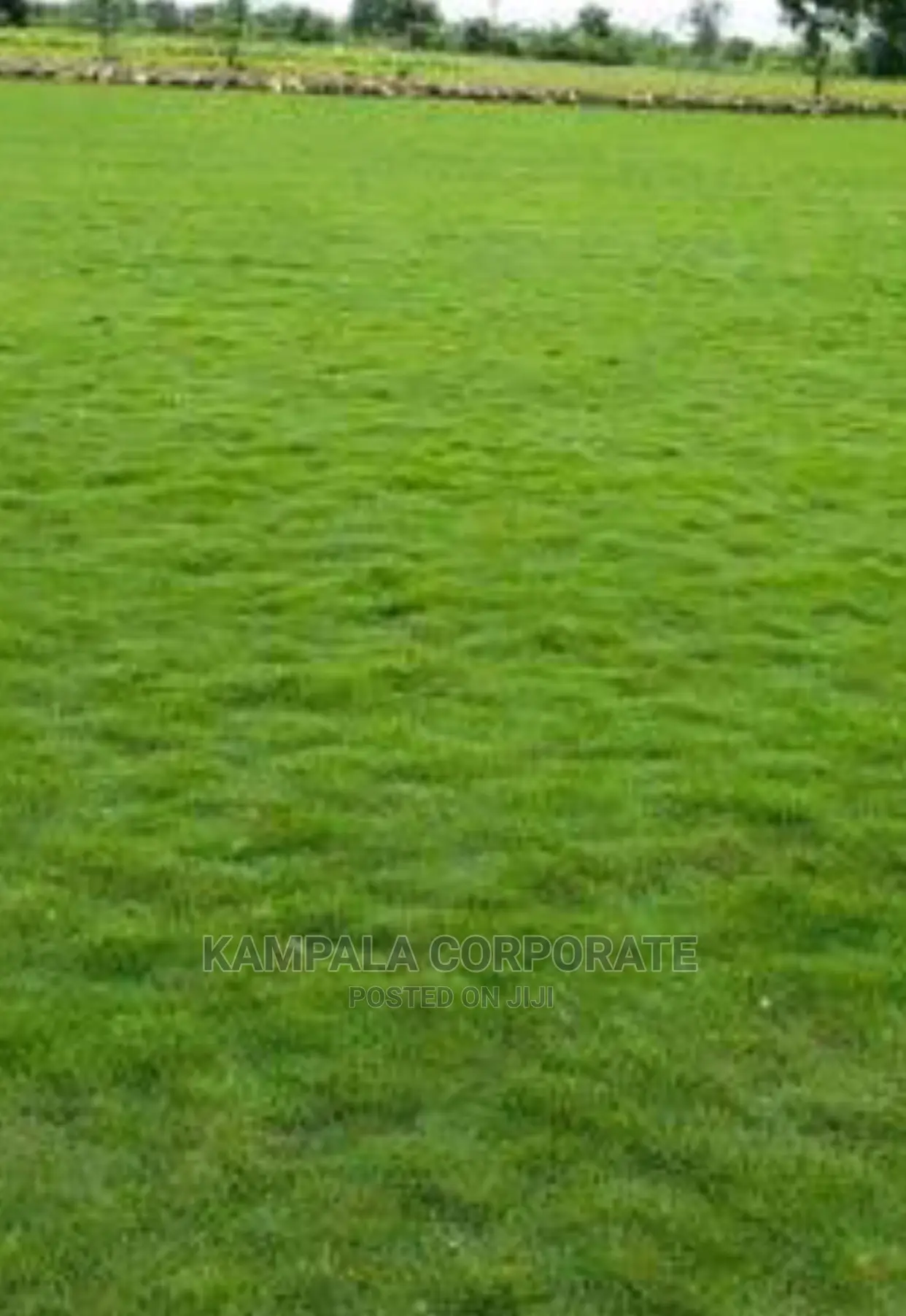 Natural Grass Carpet Grass. Free Planting