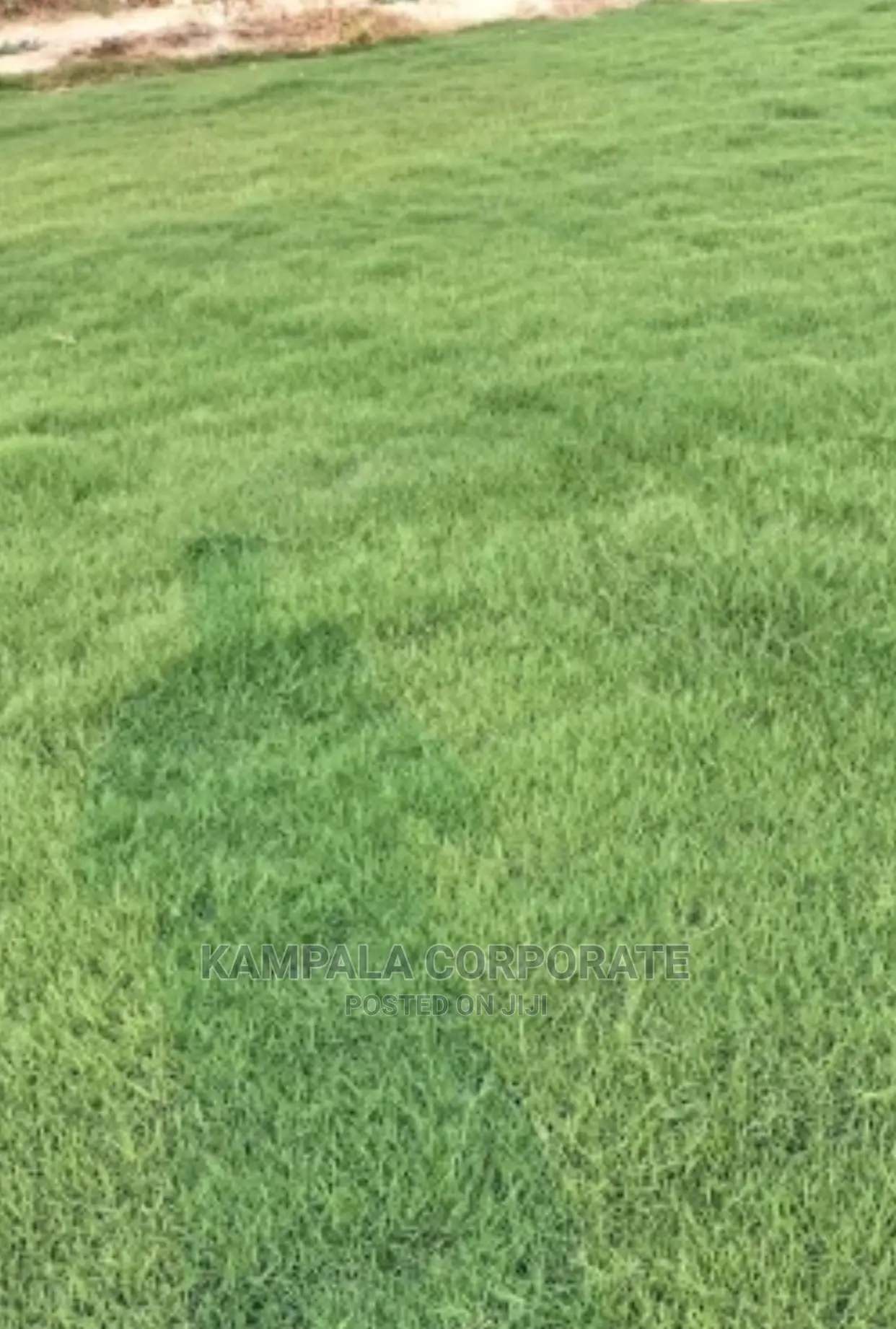 Natural Grass Carpet Grass. Free Planting