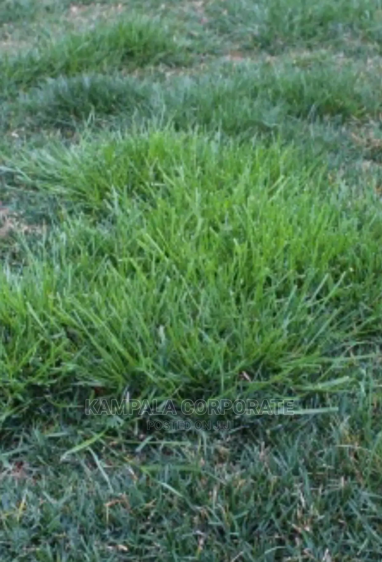 Natural Grass Carpet Grass. Free Planting