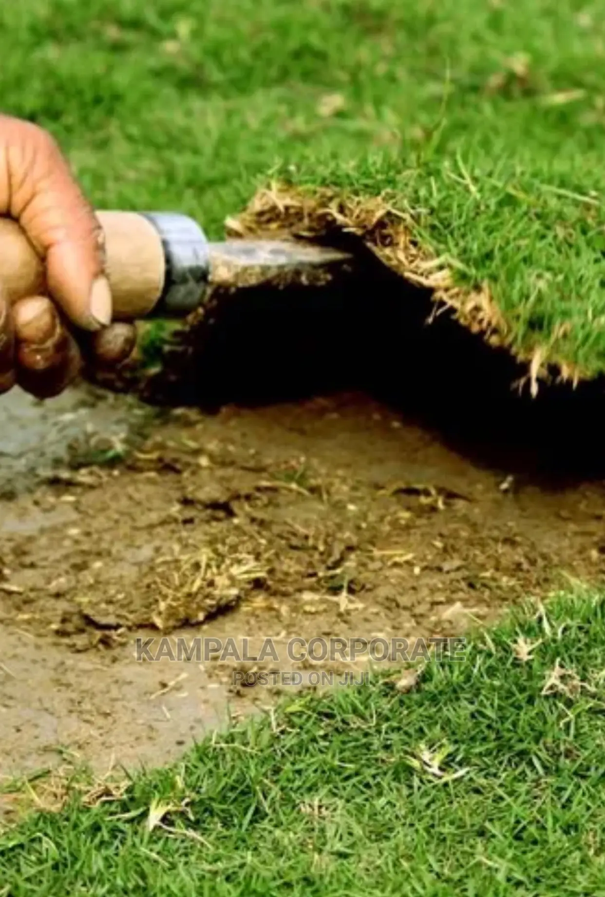 Natural Grass Carpet Grass. Free Planting