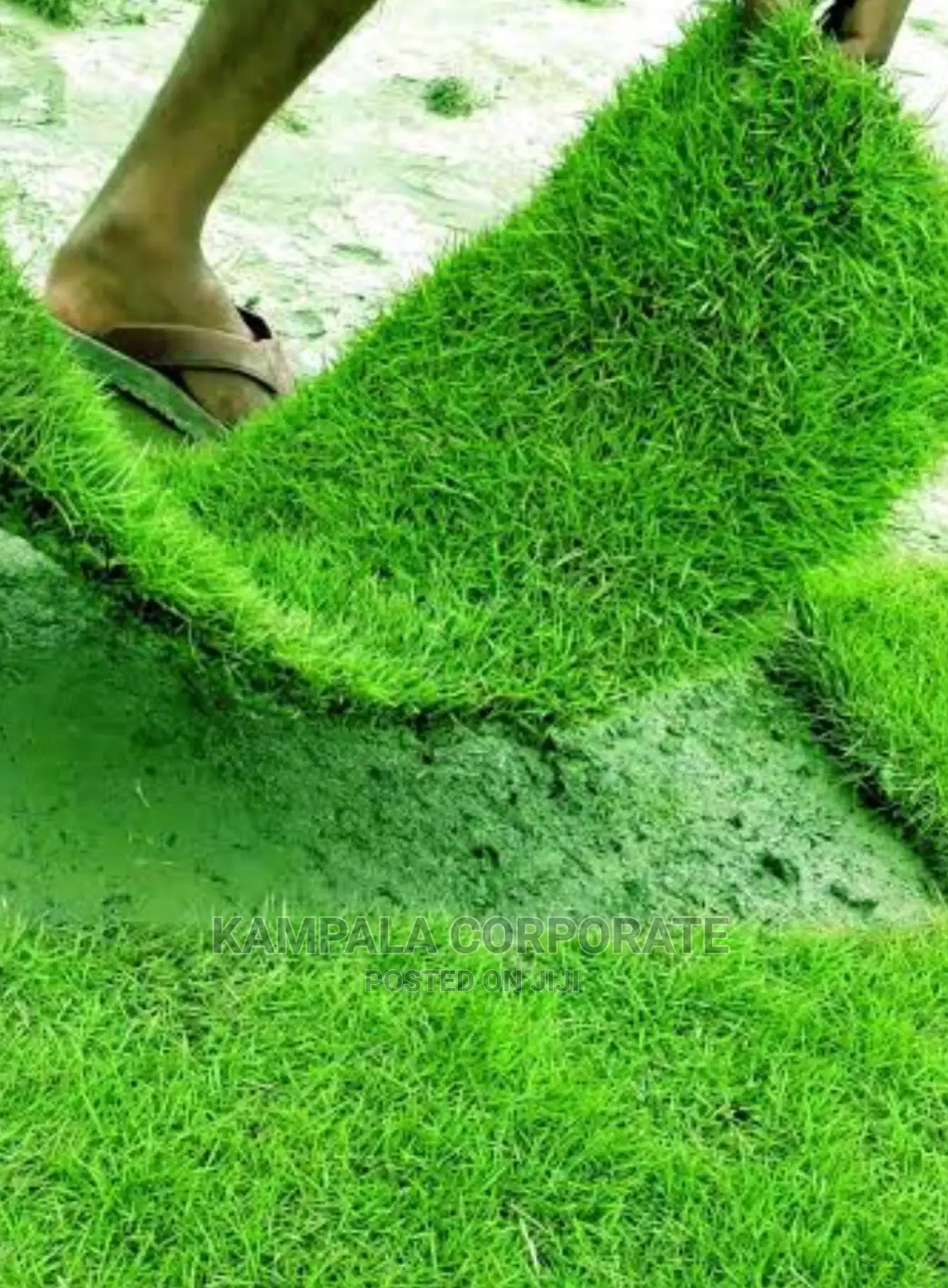 Natural Grass Carpet Grass. Free Planting