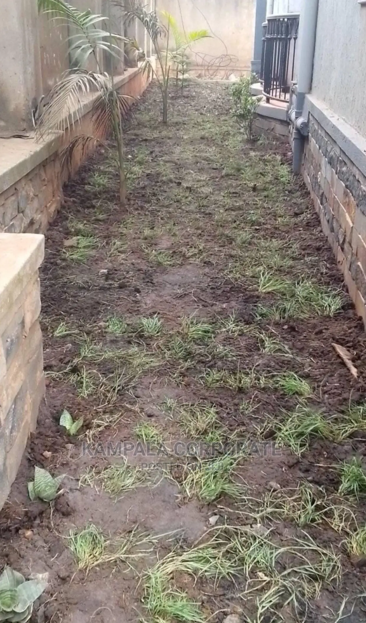 Natural Grass Carpet Grass. Free Planting