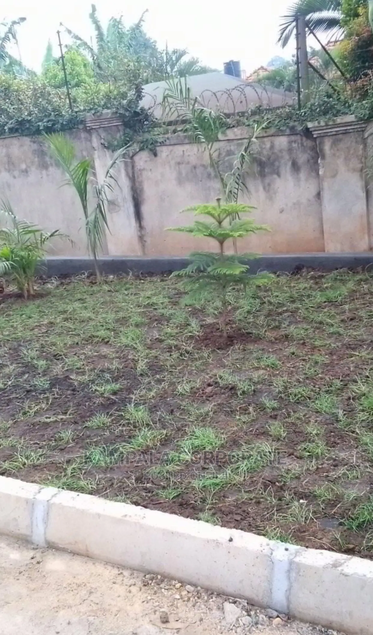 Natural Grass Carpet Grass. Free Planting