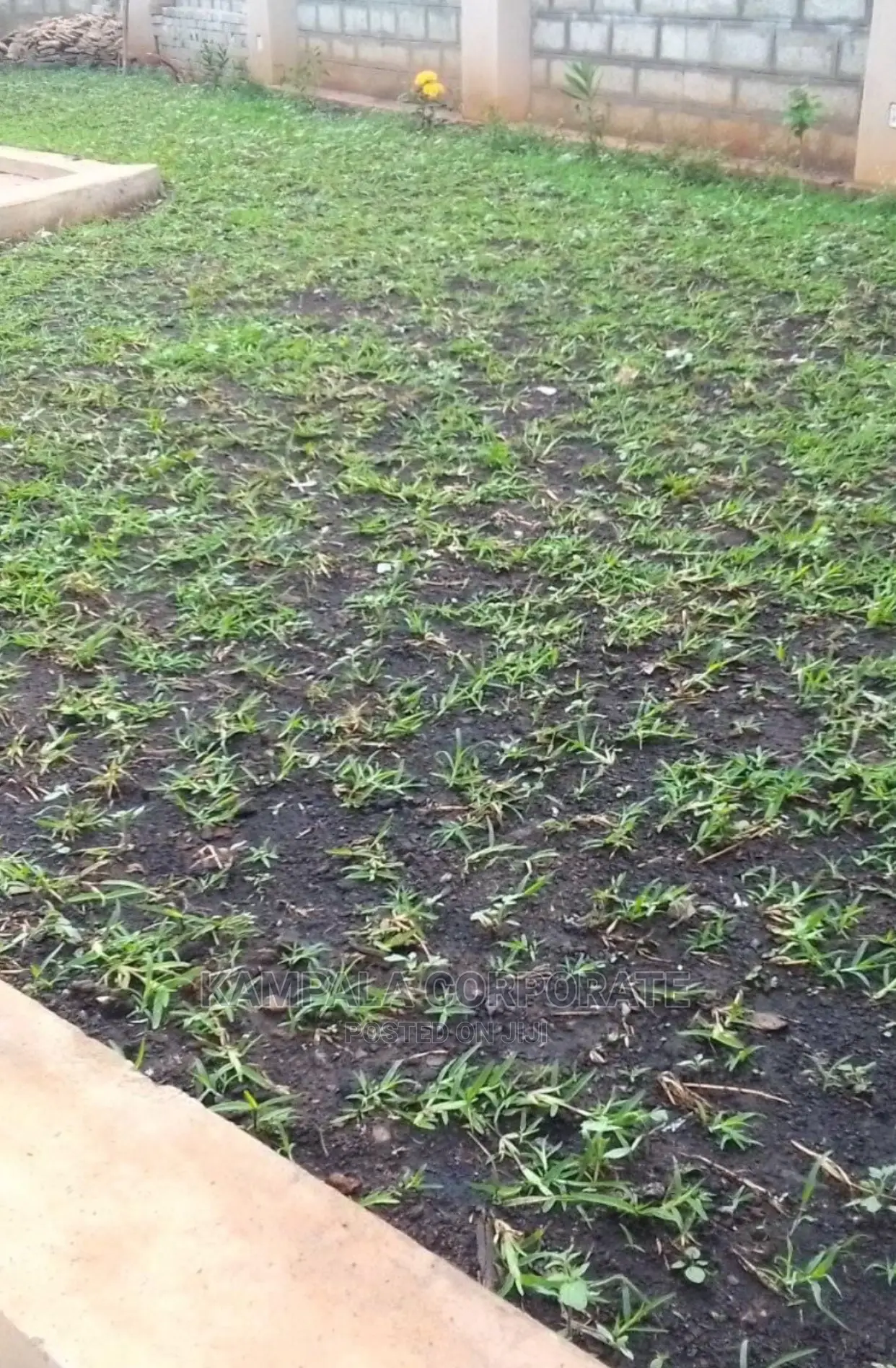 Natural Grass Carpet Grass. Free Planting