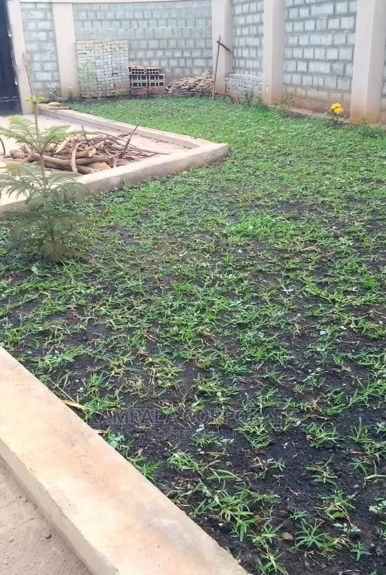 Natural Grass Carpet Grass. Free Planting