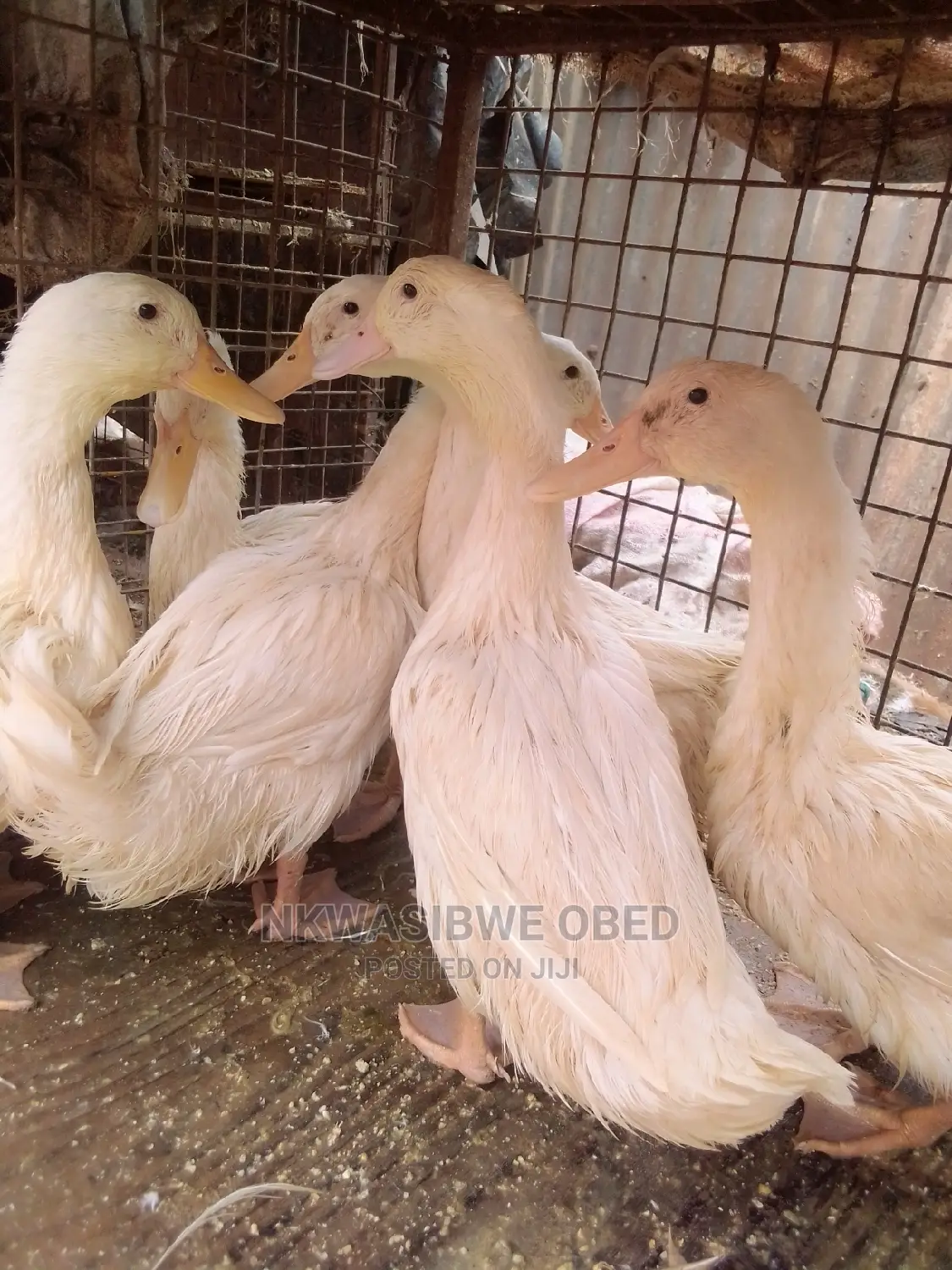 Jumbo Pekin Ducks