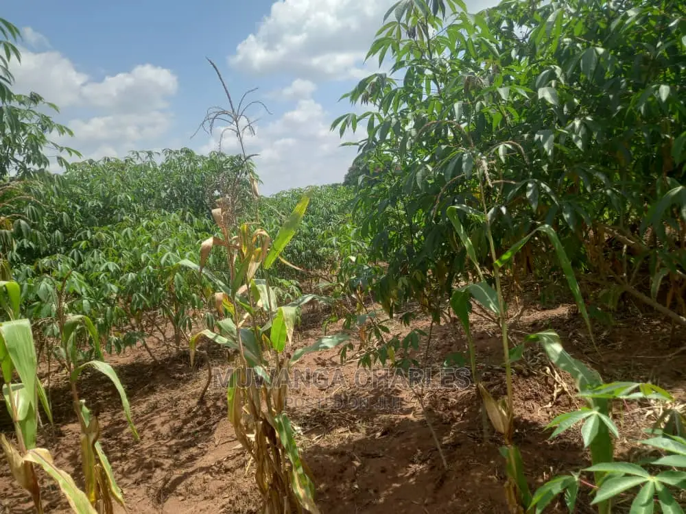 Land in Zirobwe Kyetume on Quick Sale