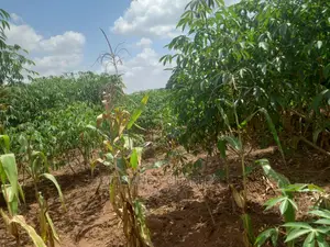 Land in Zirobwe Kyetume on Quick Sale