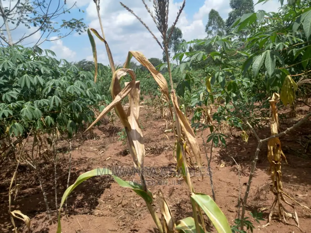 Land in Zirobwe Kyetume on Quick Sale