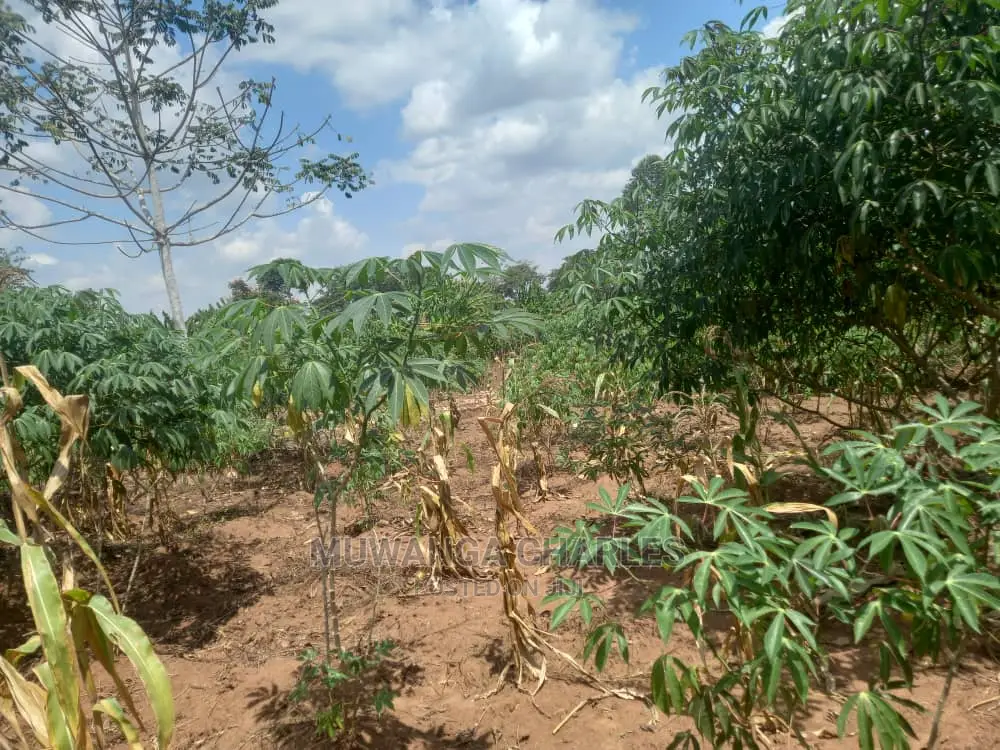 Land in Zirobwe Kyetume on Quick Sale