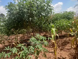Land in Zirobwe Kyetume on Quick Sale