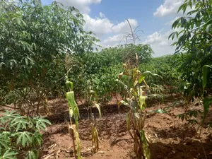 Land in Zirobwe Kyetume on Quick Sale