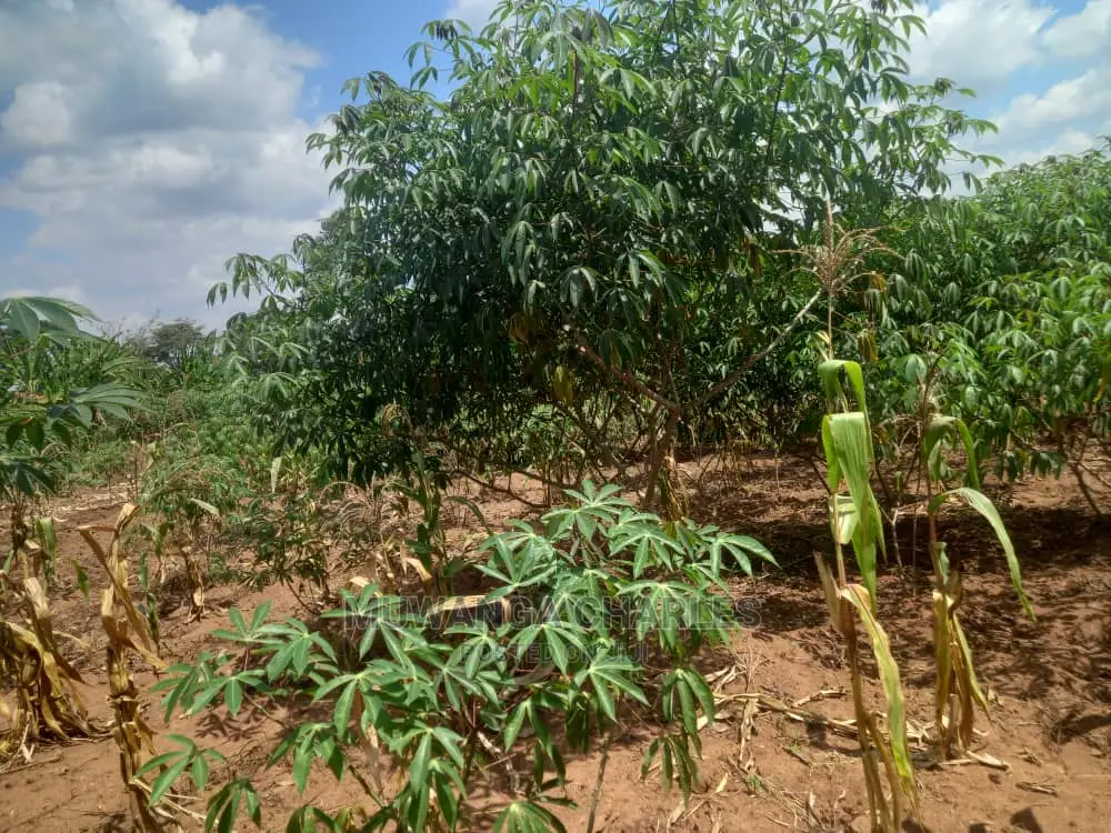 Land in Zirobwe Kyetume on Quick Sale