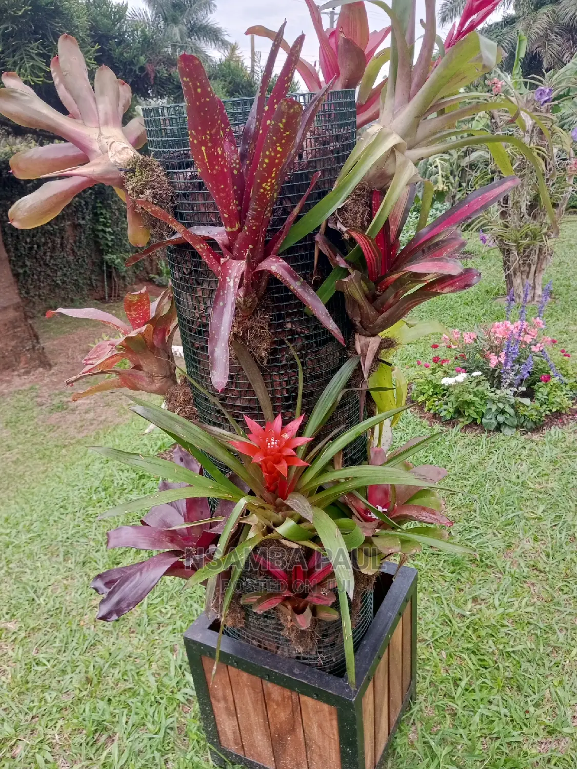 Bromeliad Plants