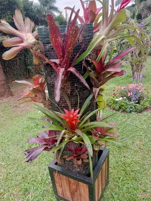 Bromeliad Plants