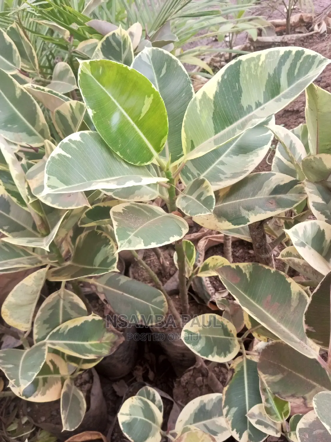 Rubber Plants