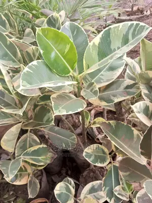 Rubber Plants