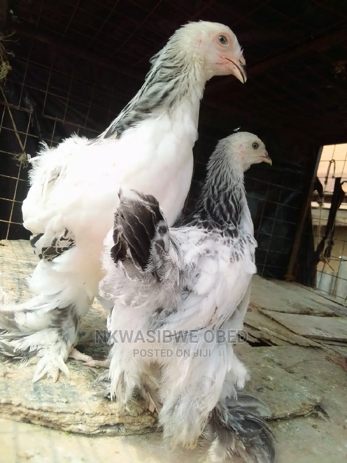 American Brahma Chicken