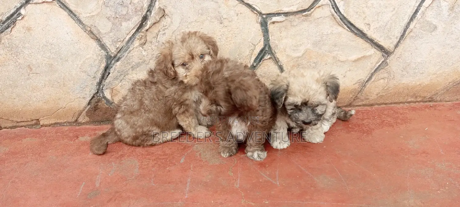 1-3 months Male Purebred Maltese