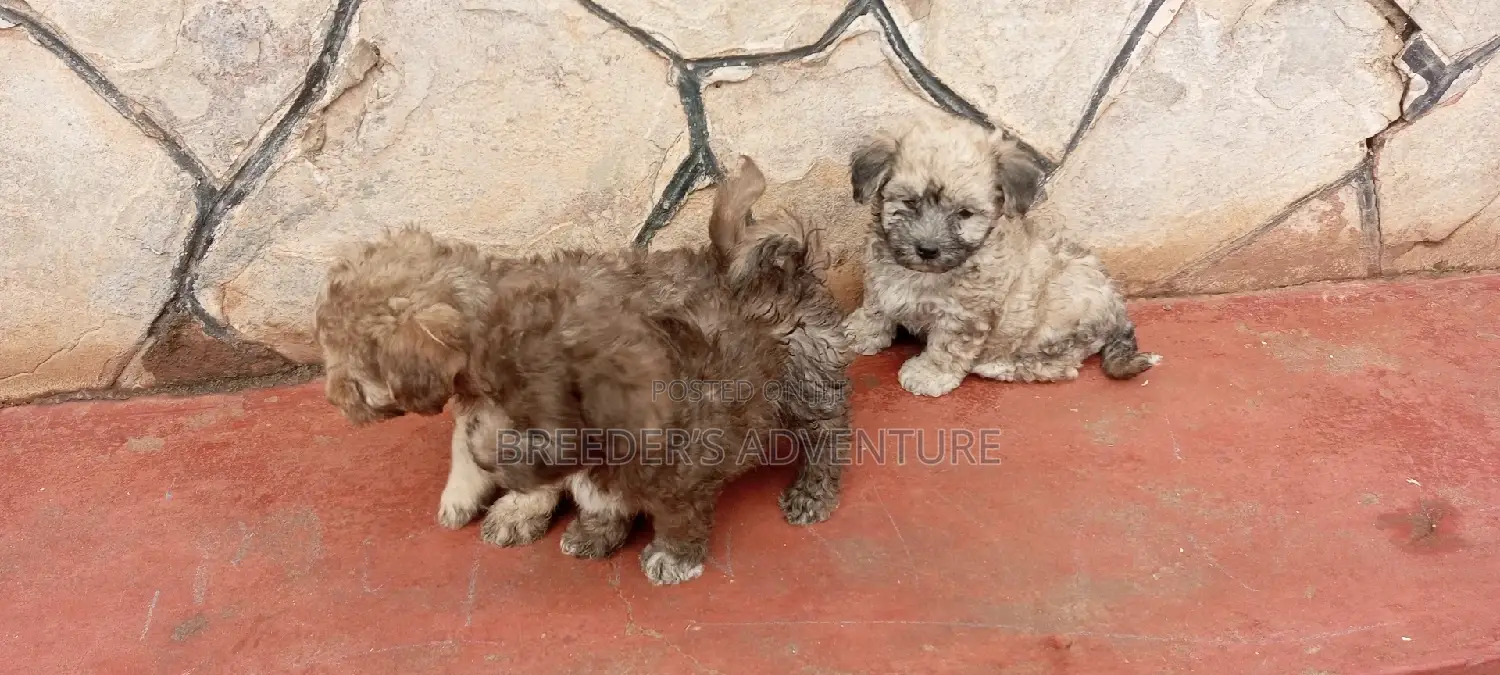 1-3 months Male Purebred Maltese