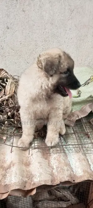 1-3 months Female Purebred German Shepherd