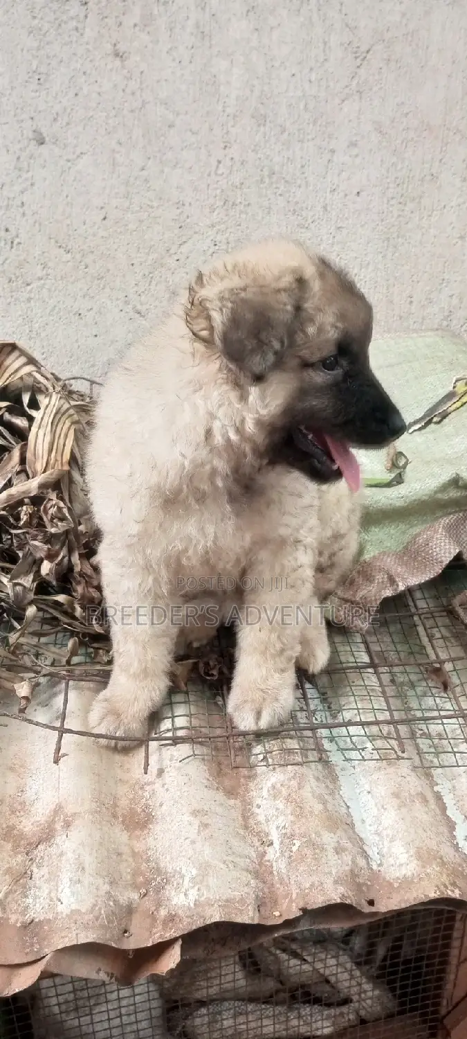 1-3 months Female Purebred German Shepherd