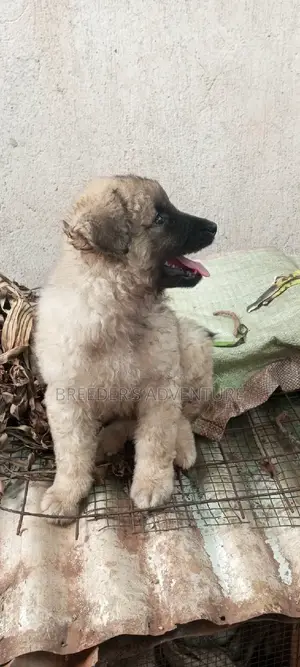 1-3 months Female Purebred German Shepherd