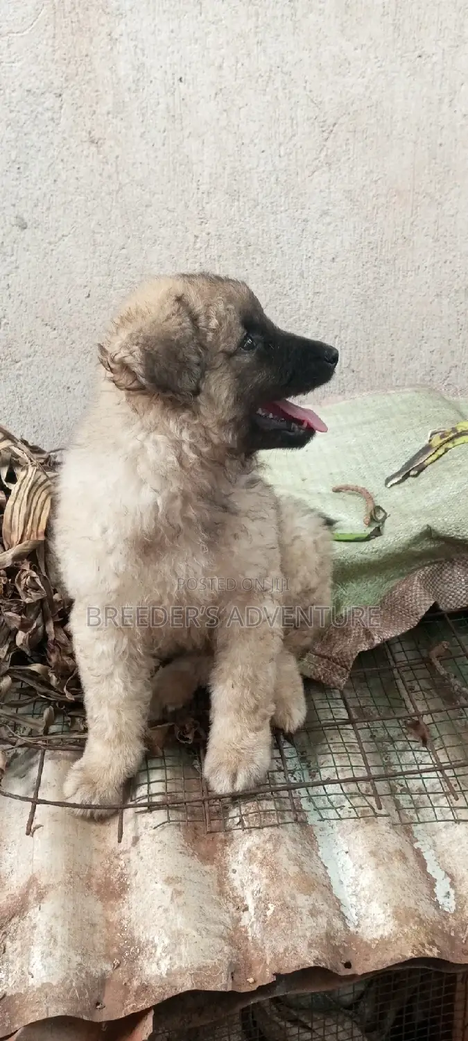 1-3 months Female Purebred German Shepherd