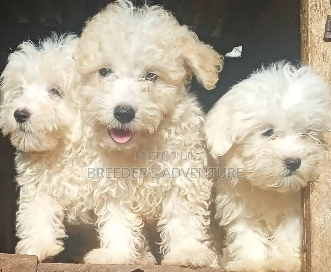 1-3 months Male Purebred Maltese