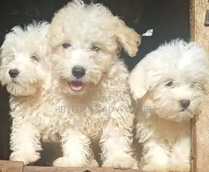 1-3 months Male Purebred Maltese