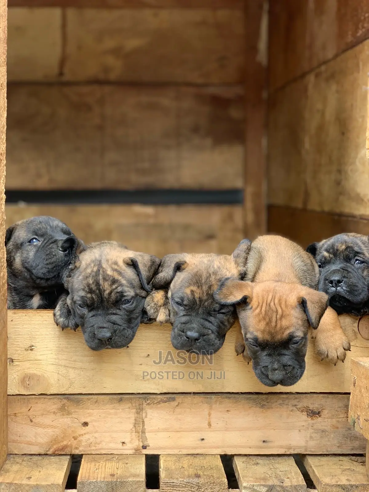 1-3 months Male Purebred Boerboel