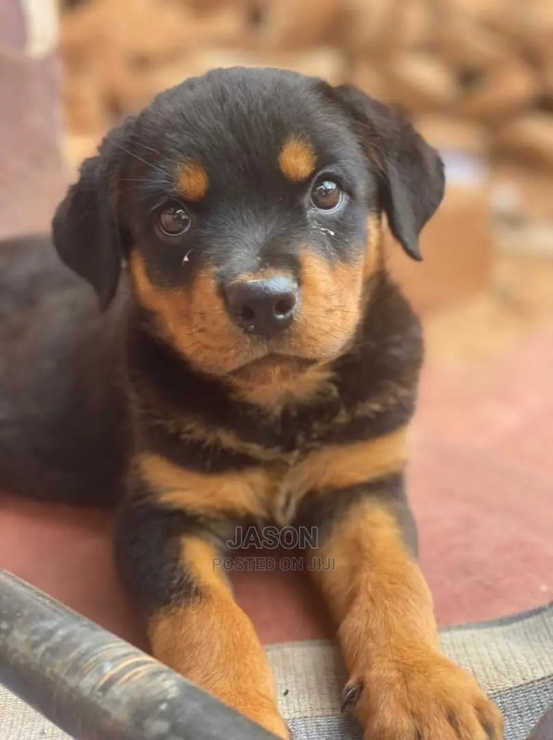 1-3 months Female Purebred Rottweiler