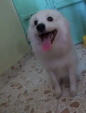 6-12 months Female Purebred Japanese Spitz