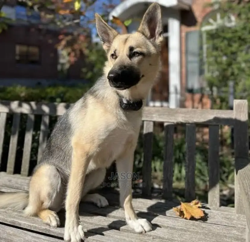 6-12 months Male Mixed Breed German Shepherd