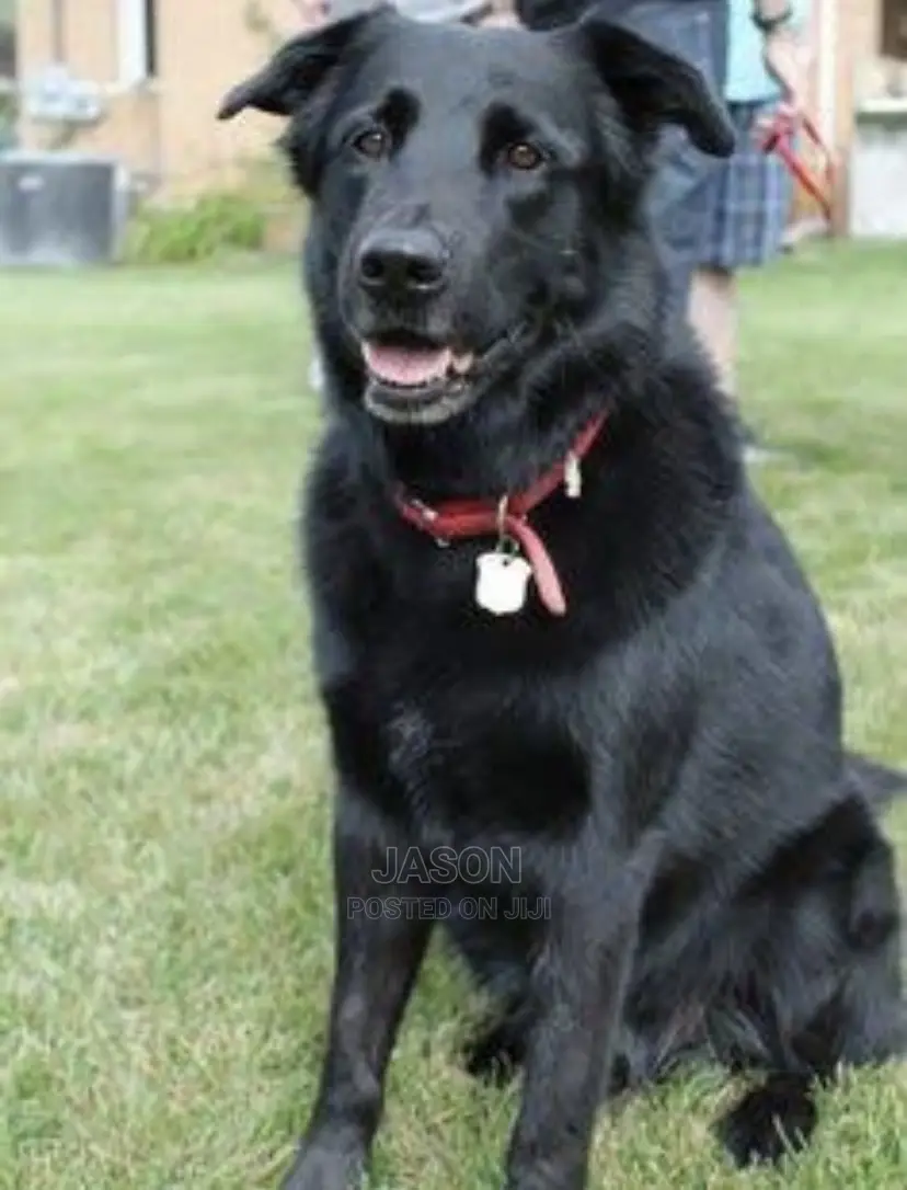 6-12 months Male Purebred German Shepherd