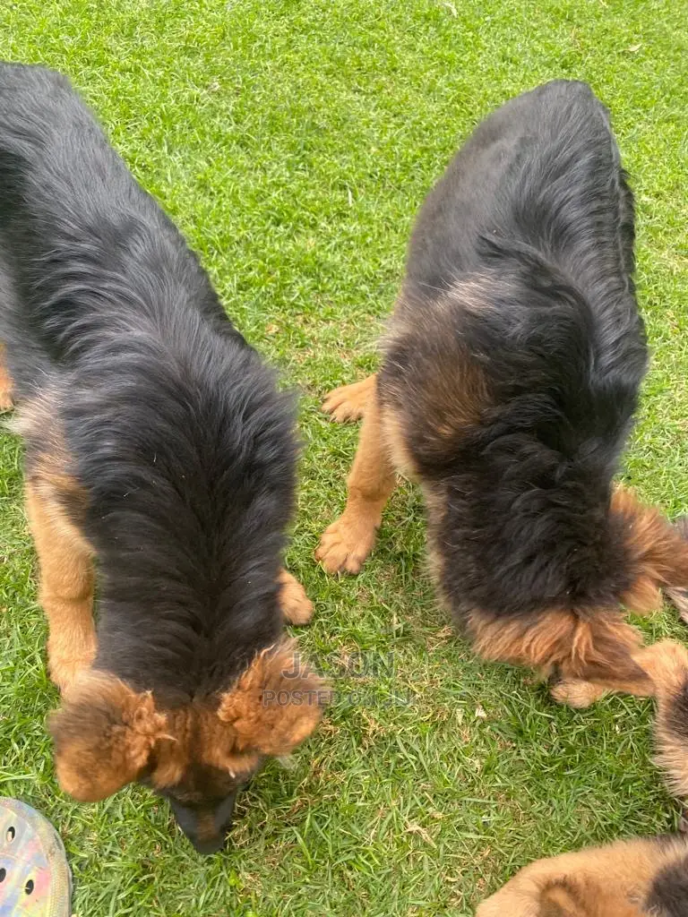 3-6 months Male Purebred German Shepherd