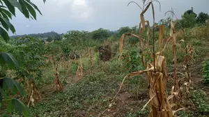 5acres of Land Available for Sale in Kikyusa