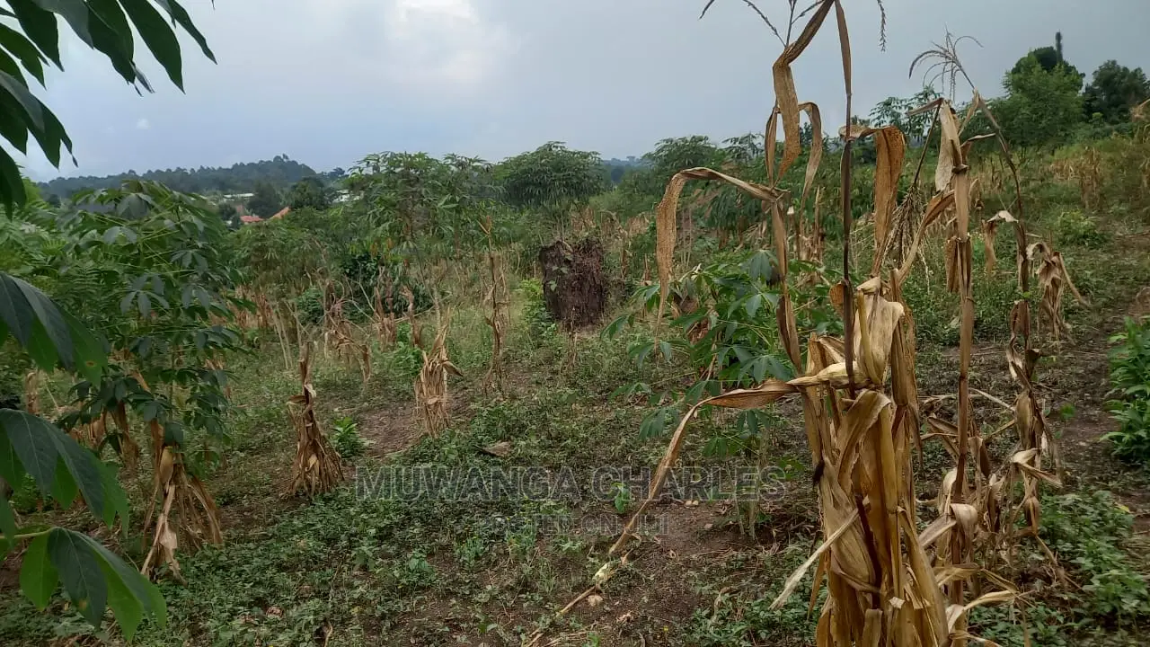 5acres of Land Available for Sale in Kikyusa