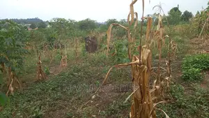 5acres of Land Available for Sale in Kikyusa