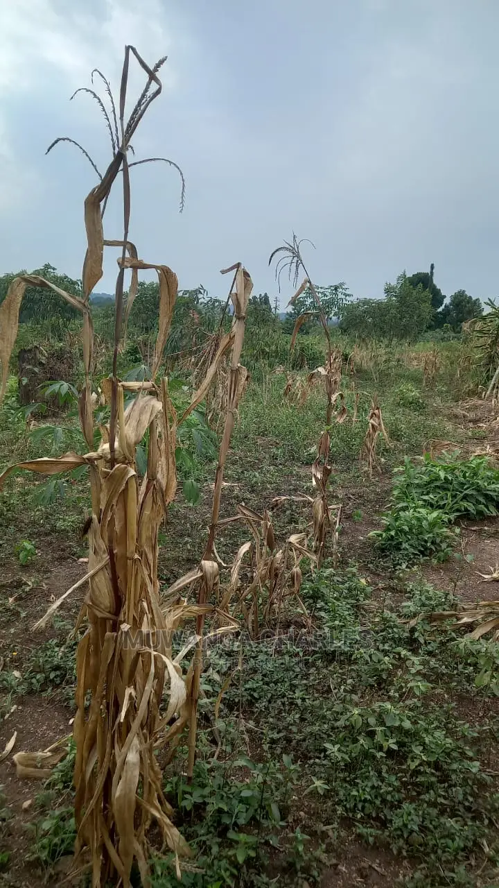 5acres of Land Available for Sale in Kikyusa