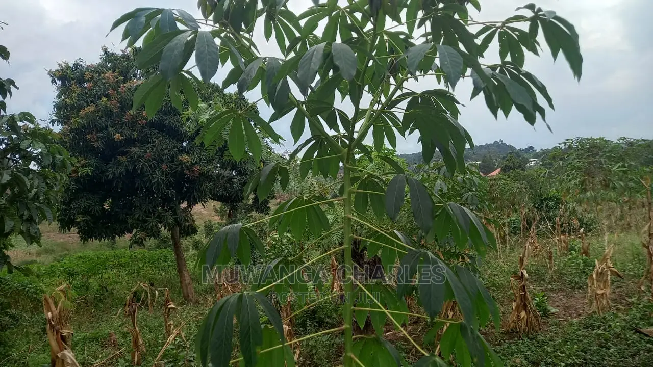 5acres of Land Available for Sale in Kikyusa