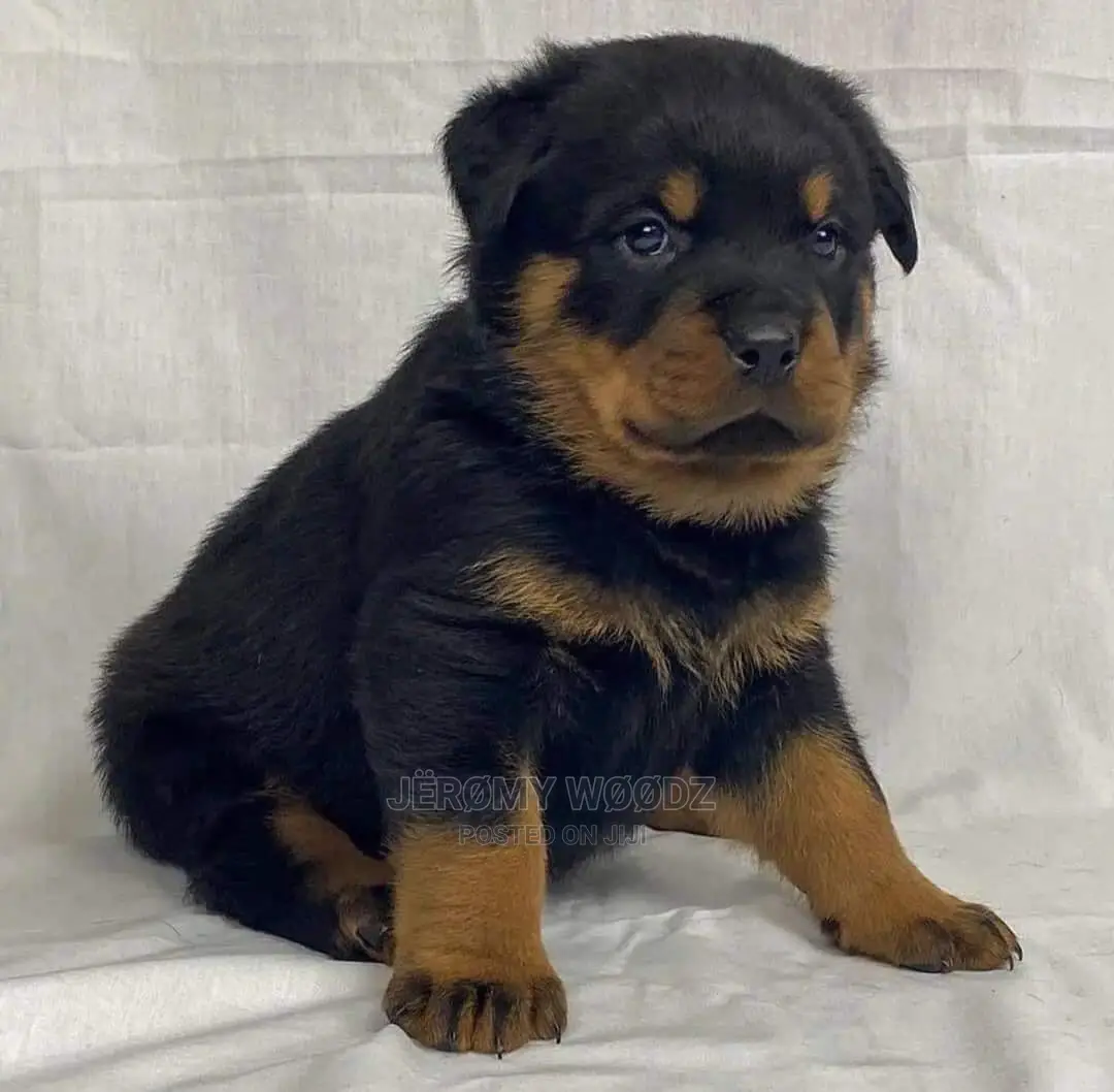 1-3 months Male Purebred Rottweiler